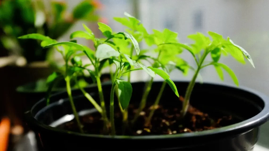 How to Start a Basement Garden How to Start a Basement Garden