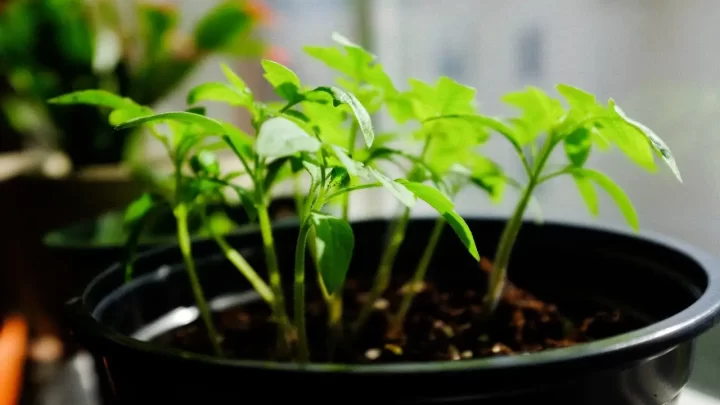 How to Start a Basement Garden